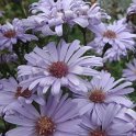 Aster amellus fleur